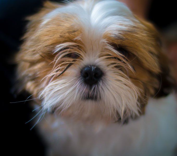 Shi Tzu