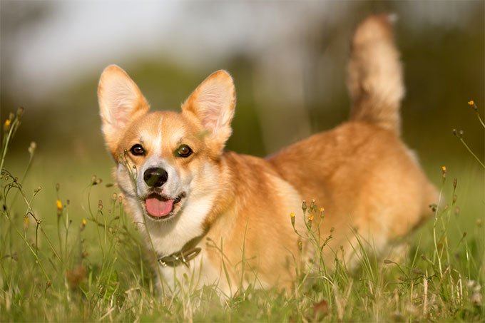 Pembroke Welsh Corgi