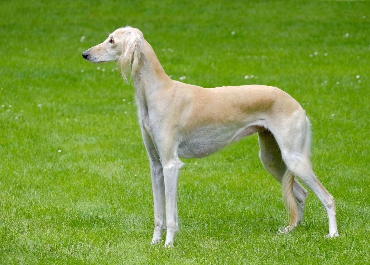 Saluki