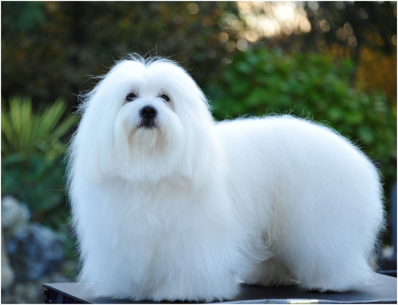 CotonDu Tulear