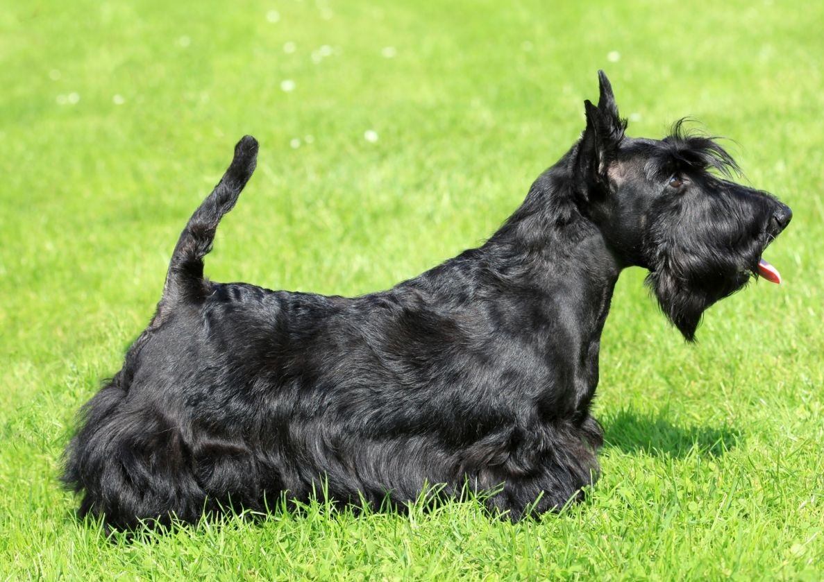 Scottish Terrier