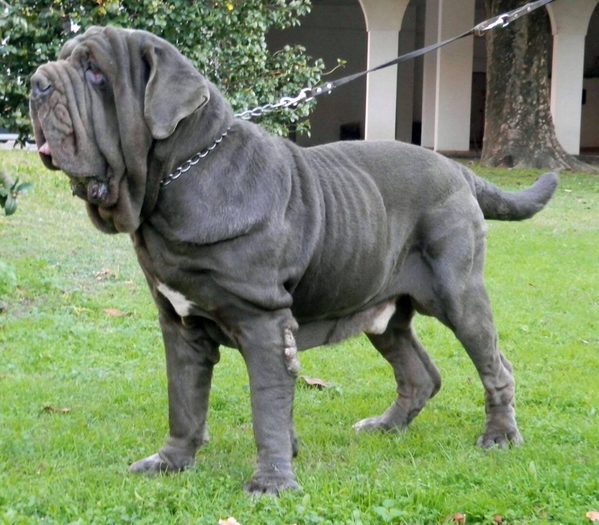 24 of the World’s Heaviest Dog Breeds - (Should You Pet?)