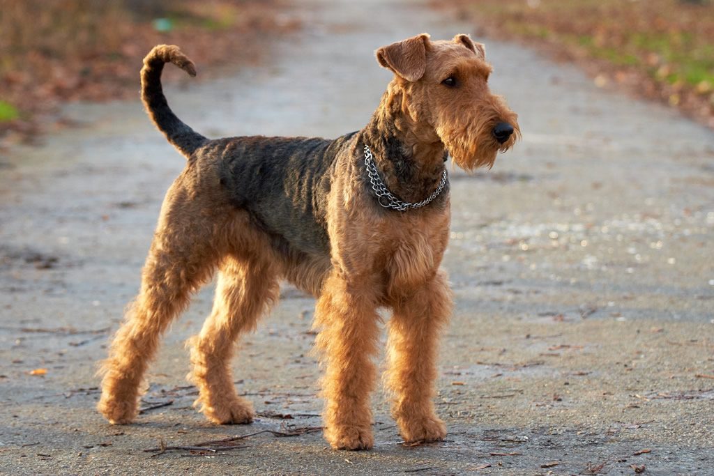 Airedale Terrier