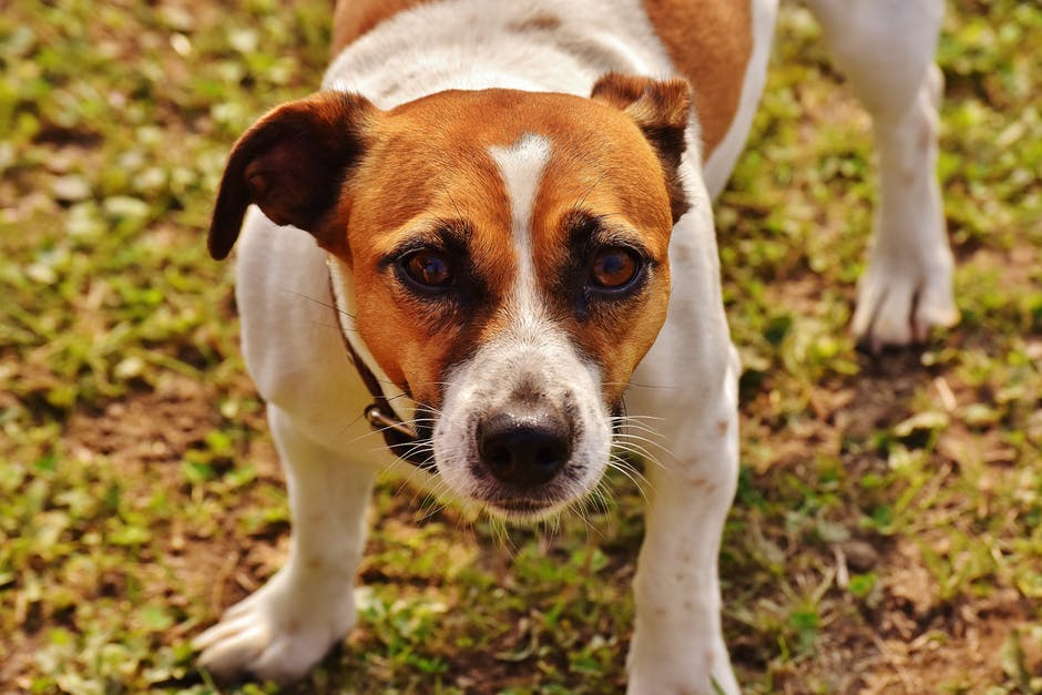 American Staffordshire Terrier