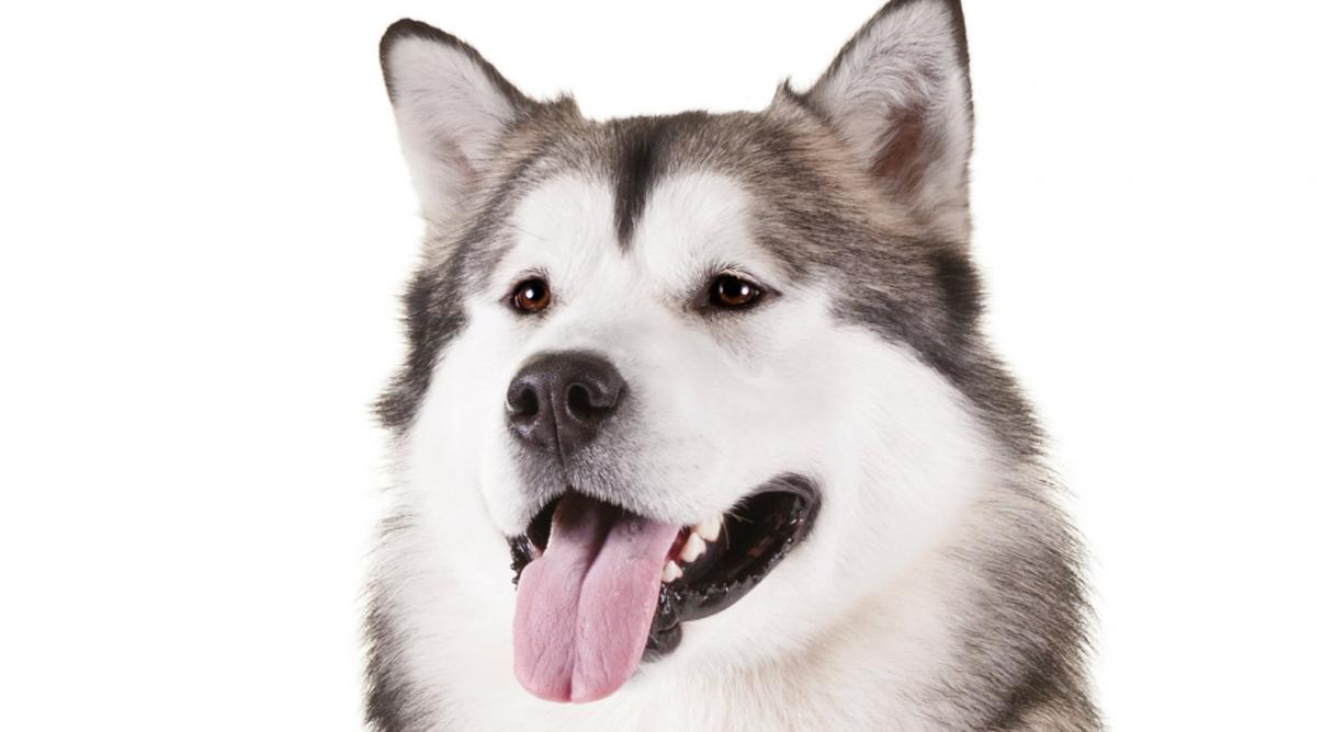 Alaskan Malamute