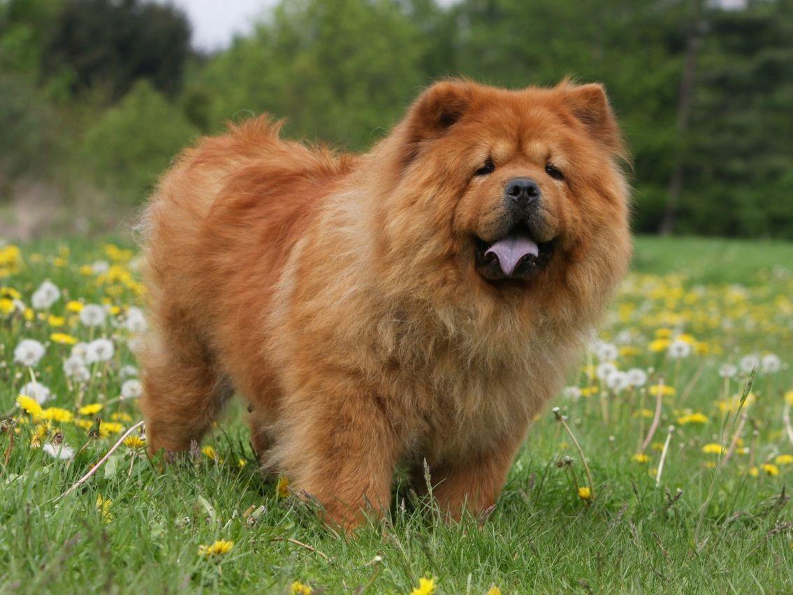 Chow Chow