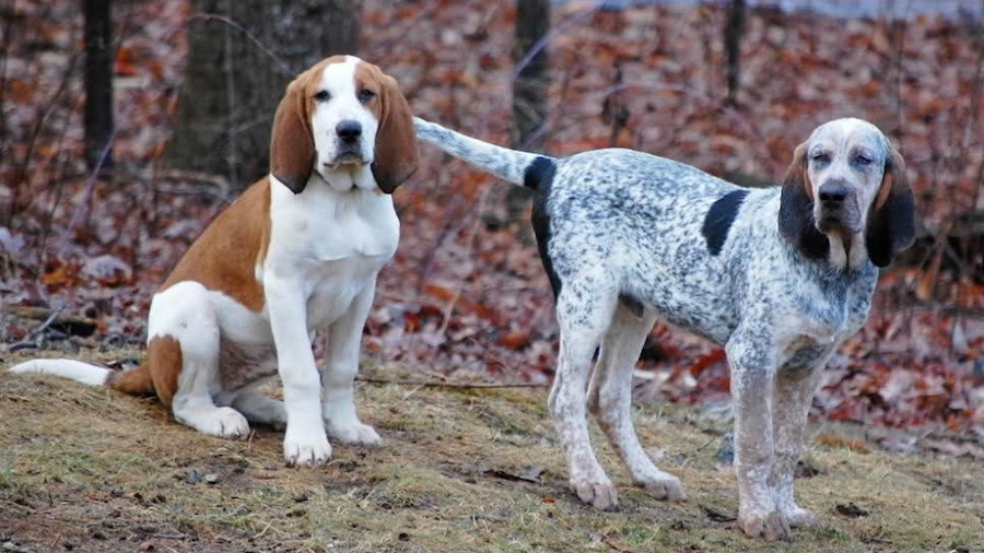 Talbot Hound