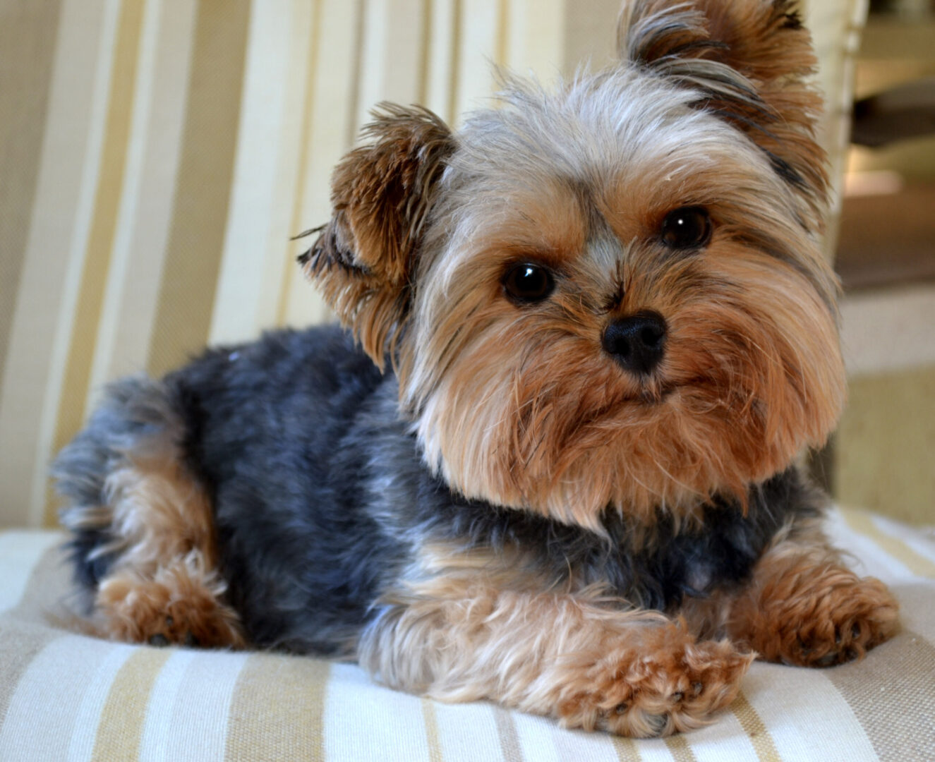 Yorkie