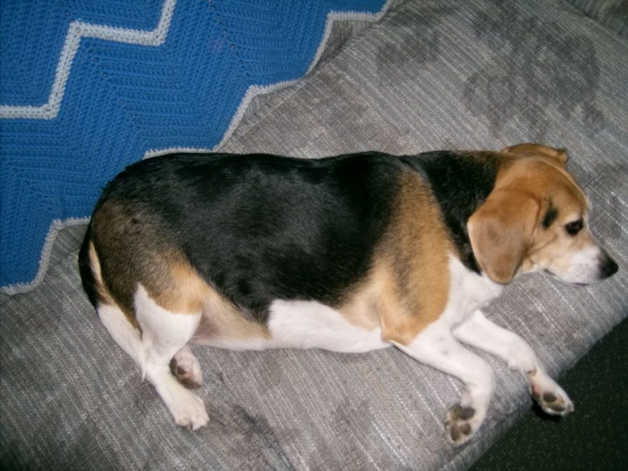 Beagle