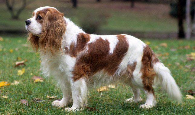 Cavalier King Charles Spaniel