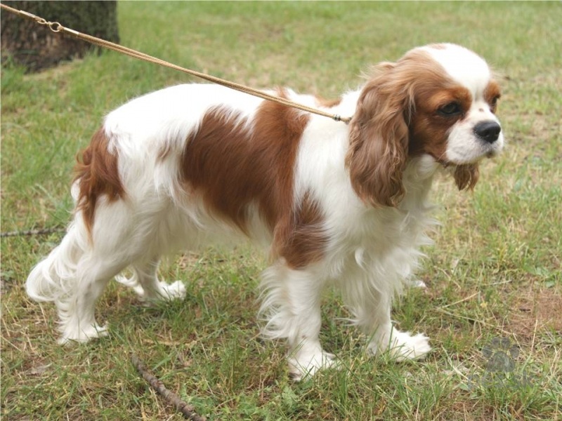 Cavalier King Charles Spaniel