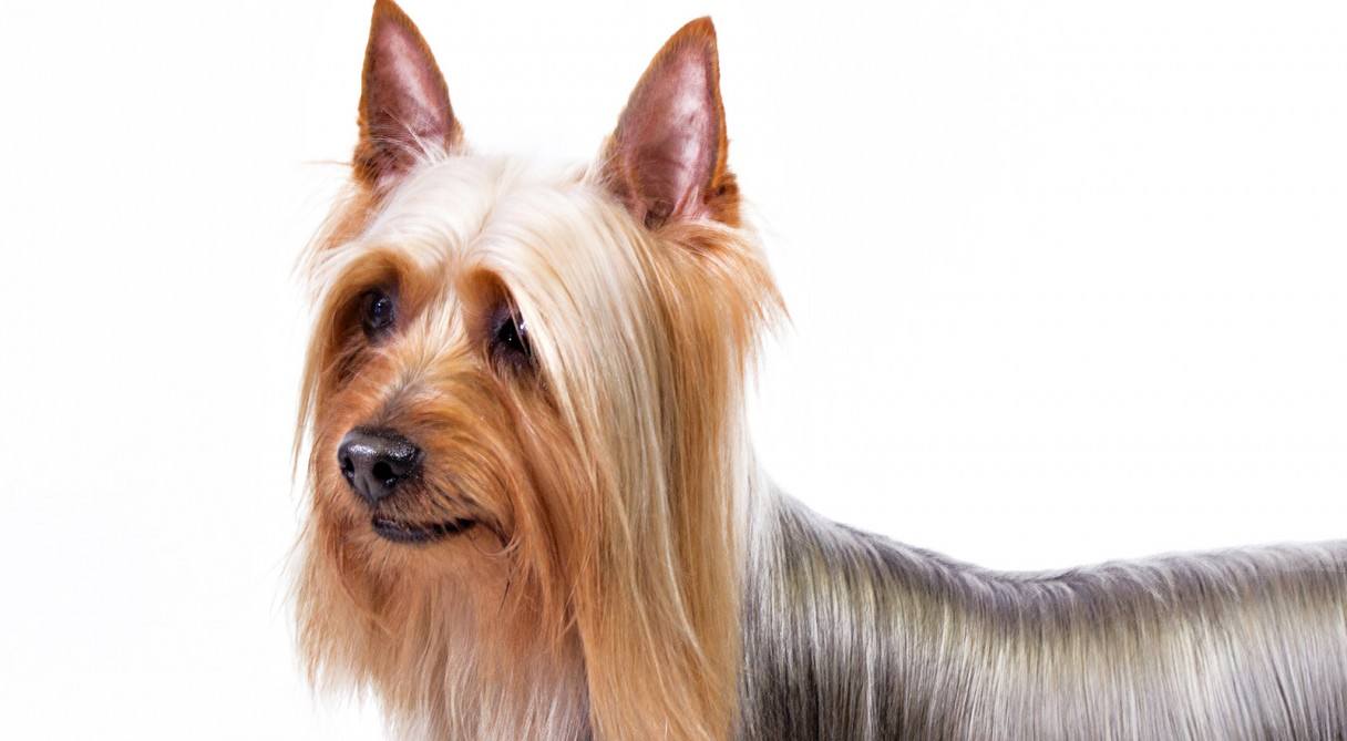 Silky Terrier