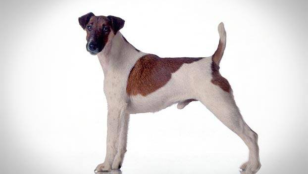 Smooth Fox Terrier