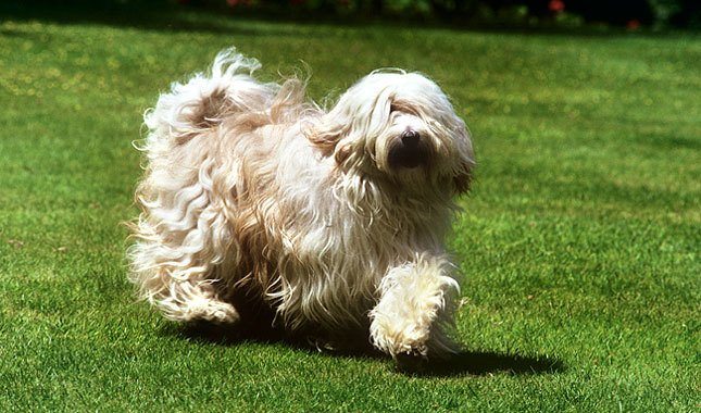 Tibetan Terrier