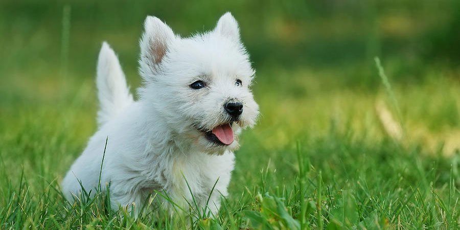 West Highland White Terrier