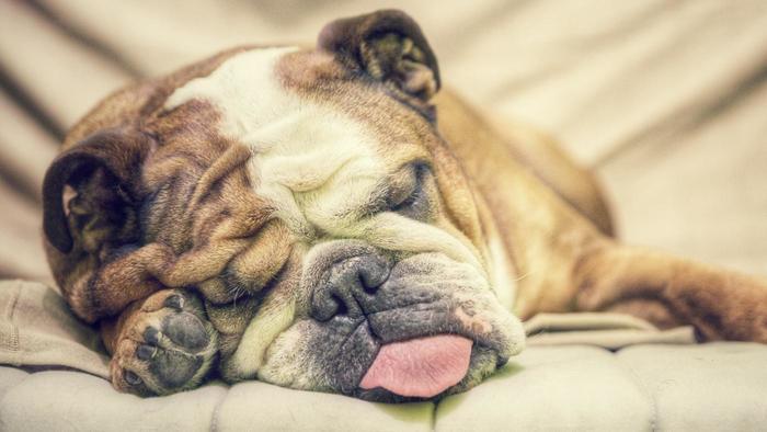 Benadryl Good for Dogs