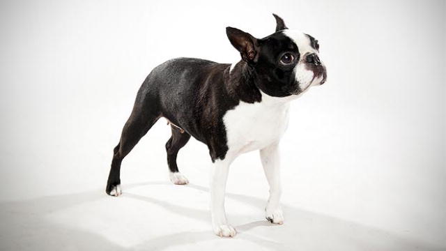 Boston Terrier