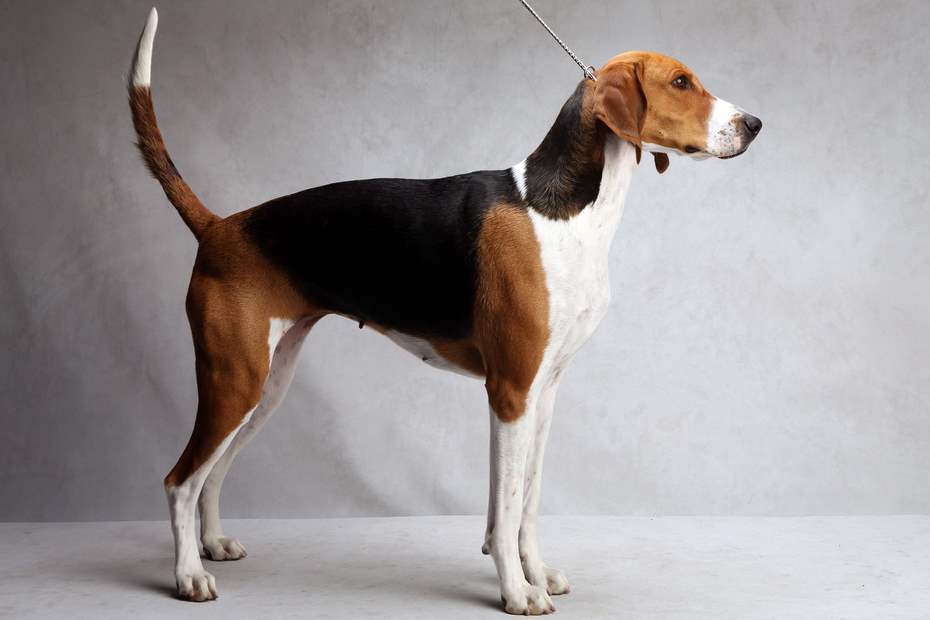 American Foxhound