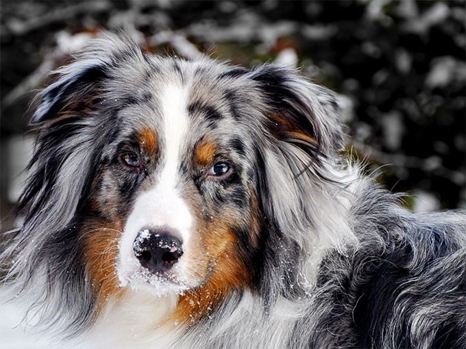 Australian Shepherd