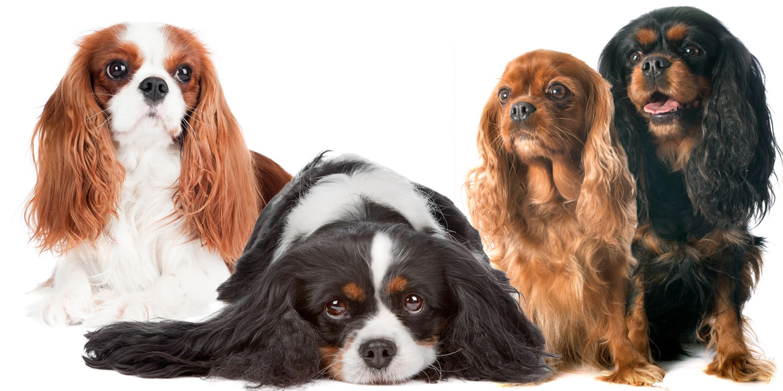 Cavalier King Charles Spaniel