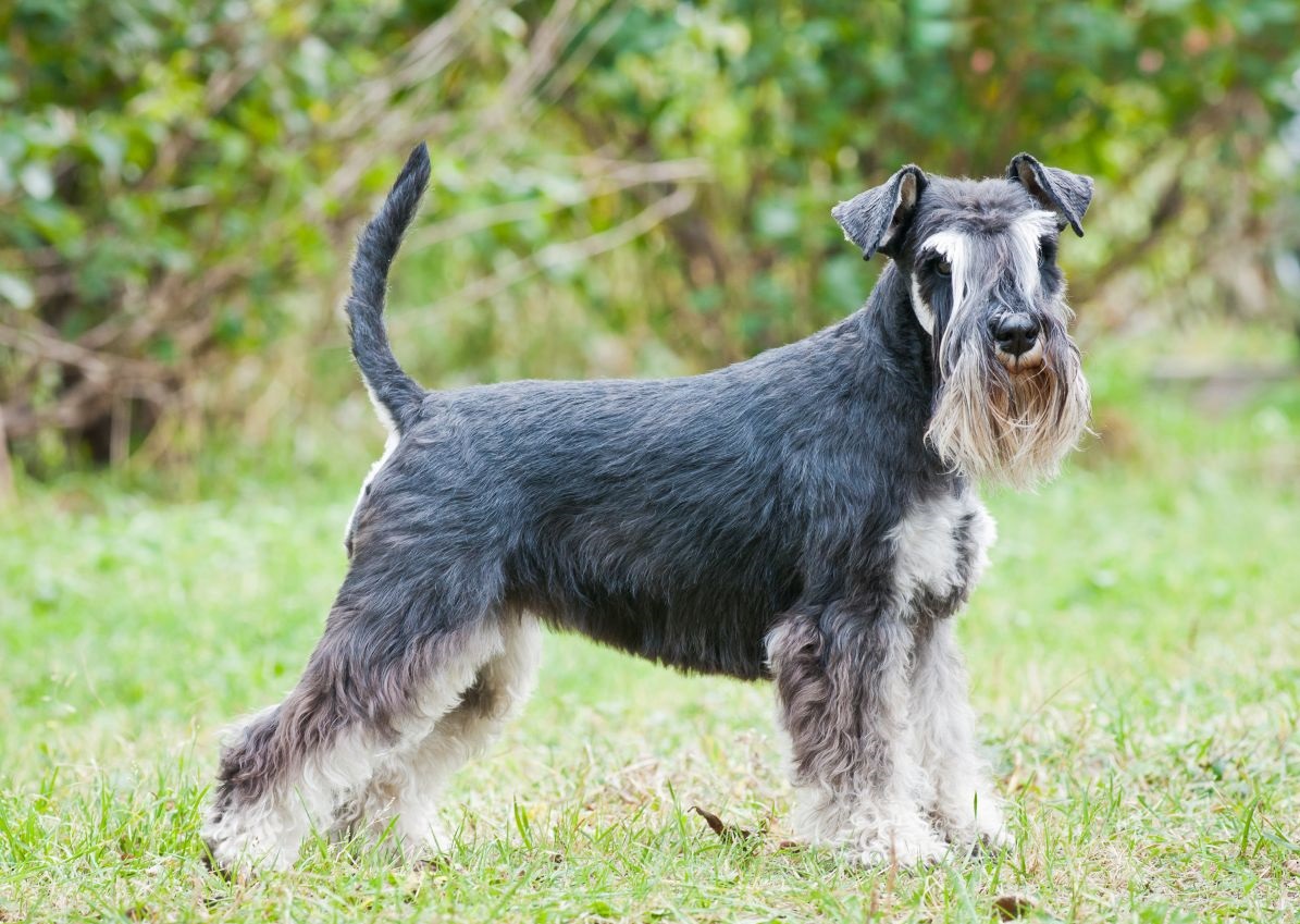  Schnauzer