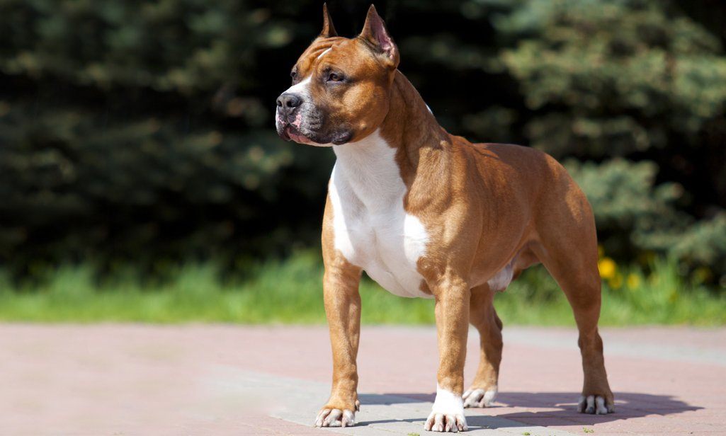 American Staffordshire Terrier