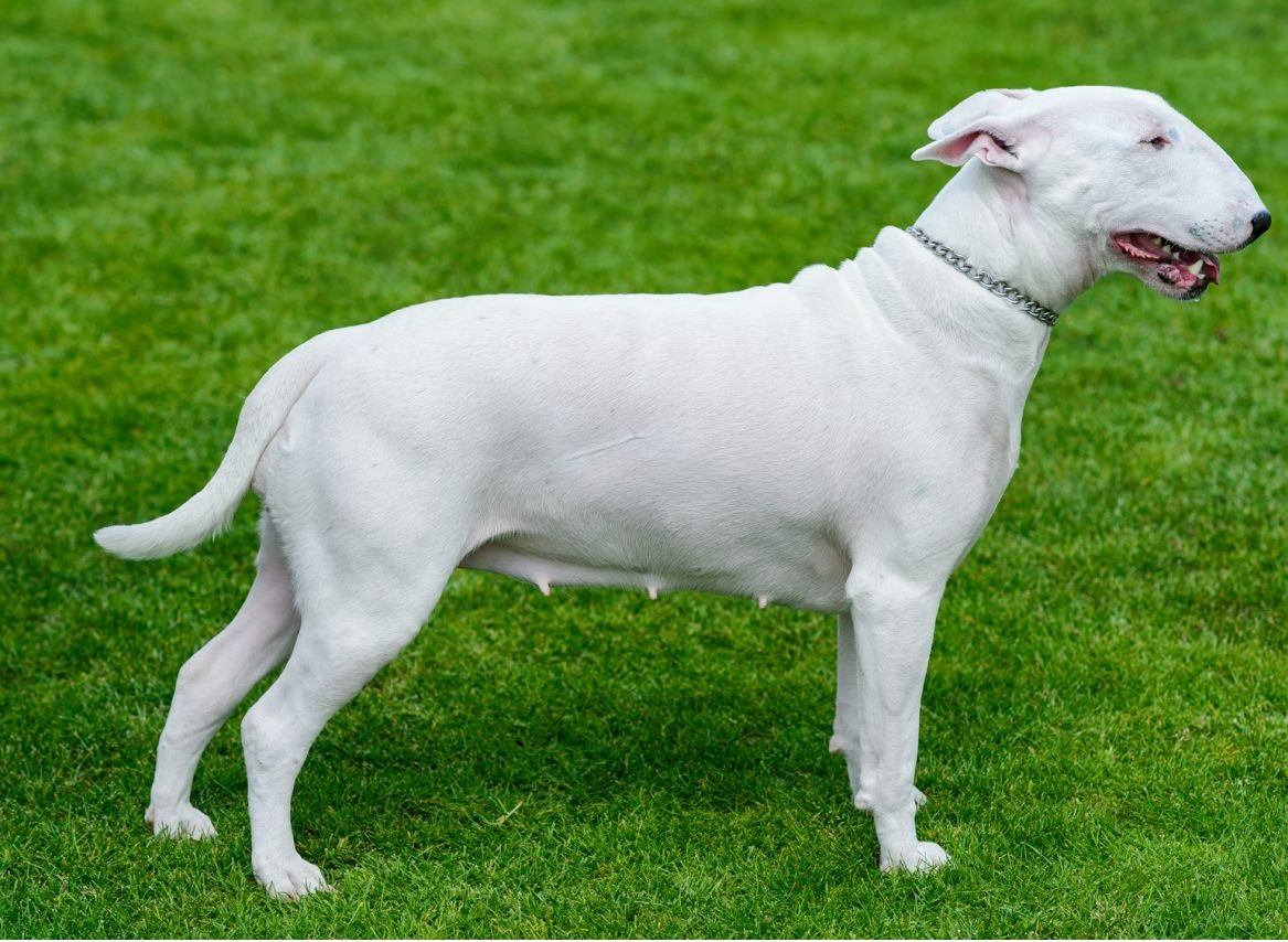 Bull Terrier