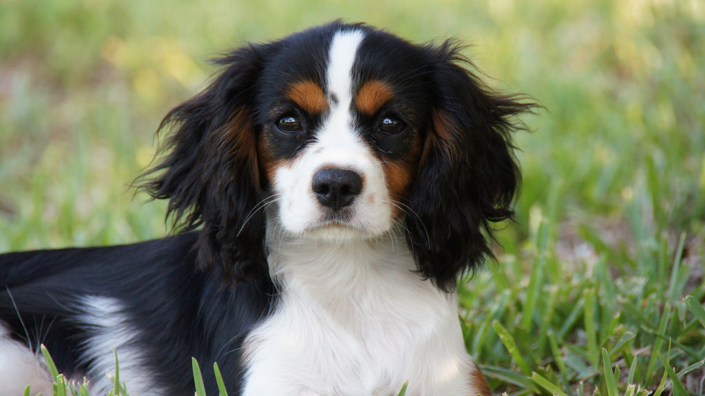 Cavalier King Charles Spaniel