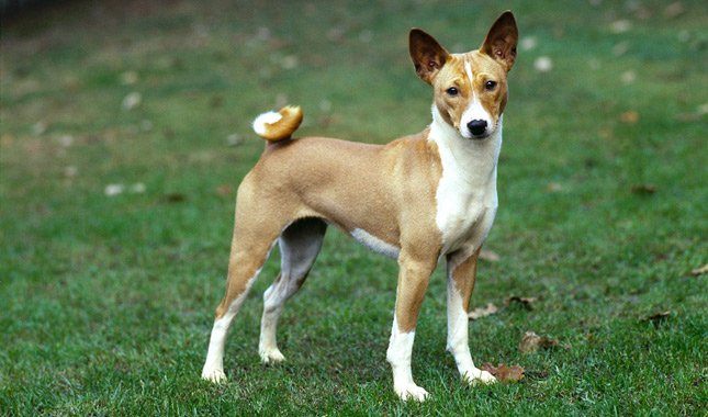 Basenji