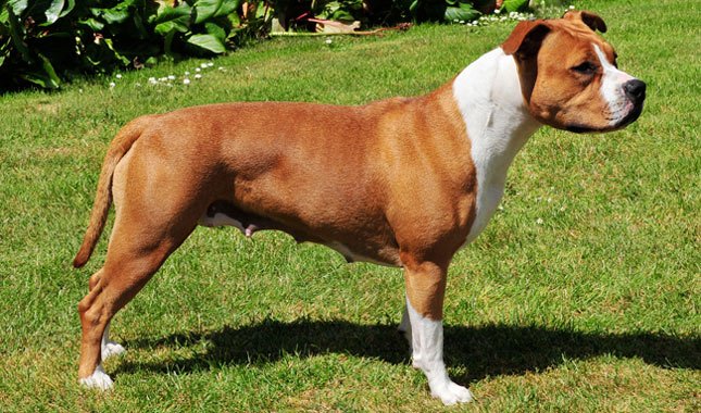 American Staffordshire Terrier