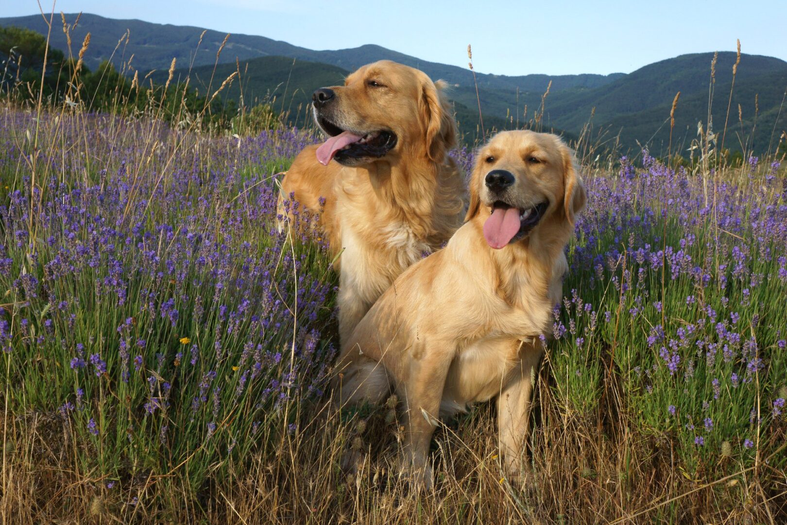 Golden or Labrador Retriever