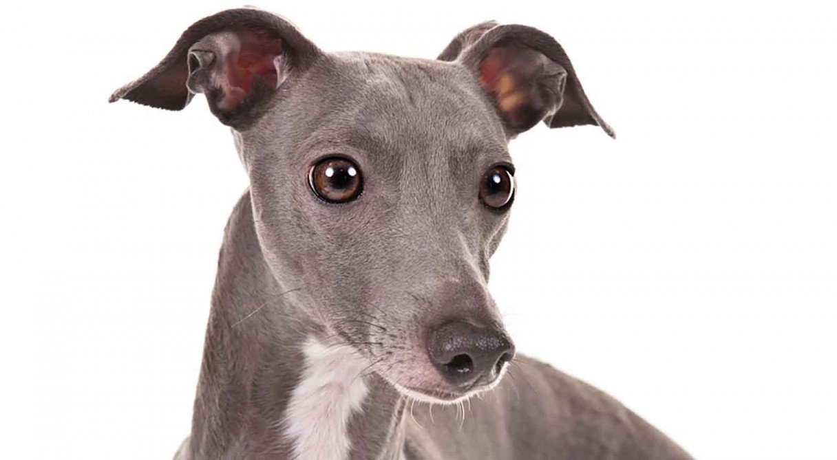 Italian Greyhounds