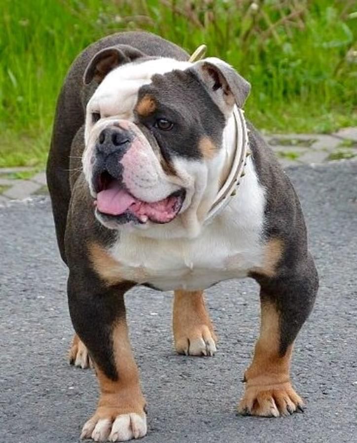 Old English Bulldog