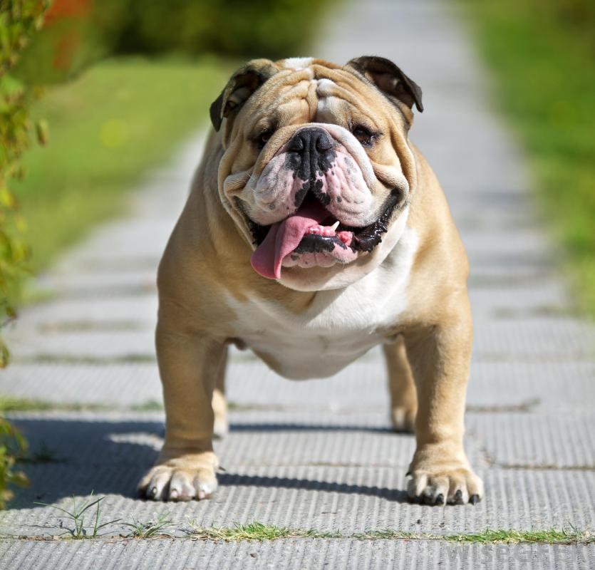 Bulldog