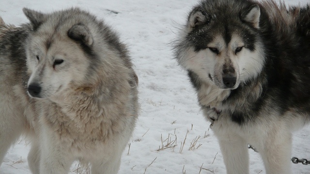 Canadian Eskimo Dog