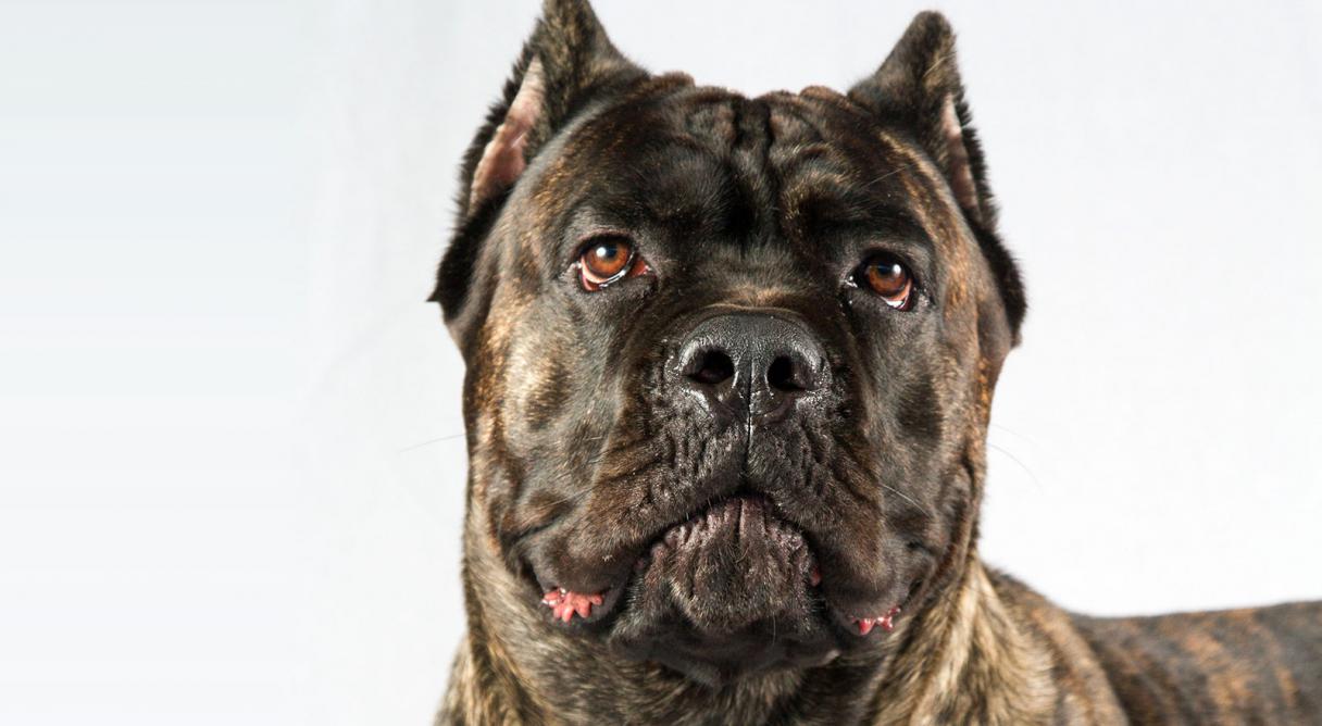 Cane Corso