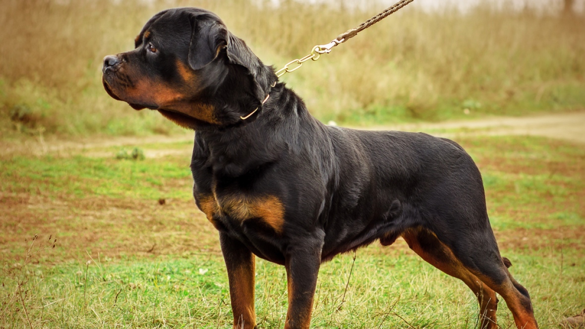 Rottweiler