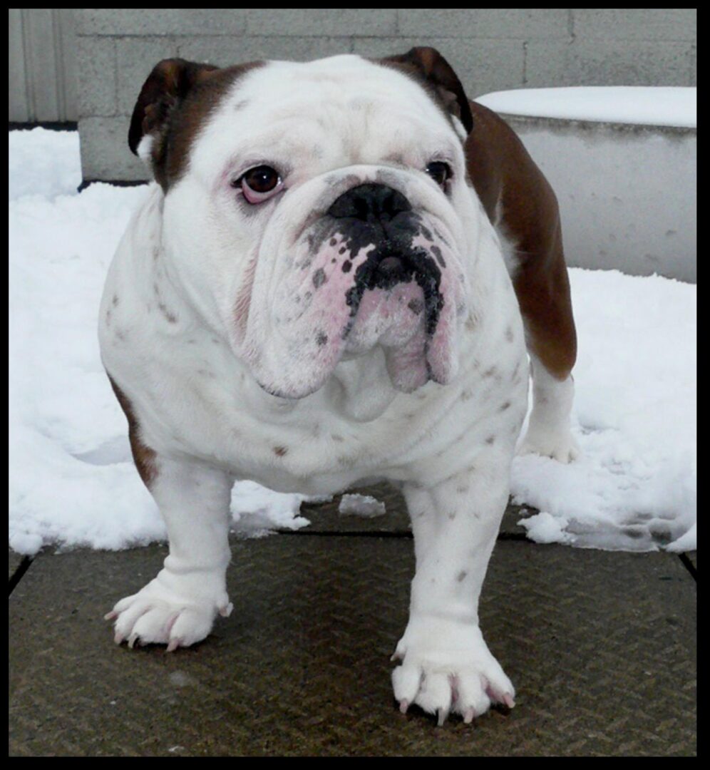 Bulldog