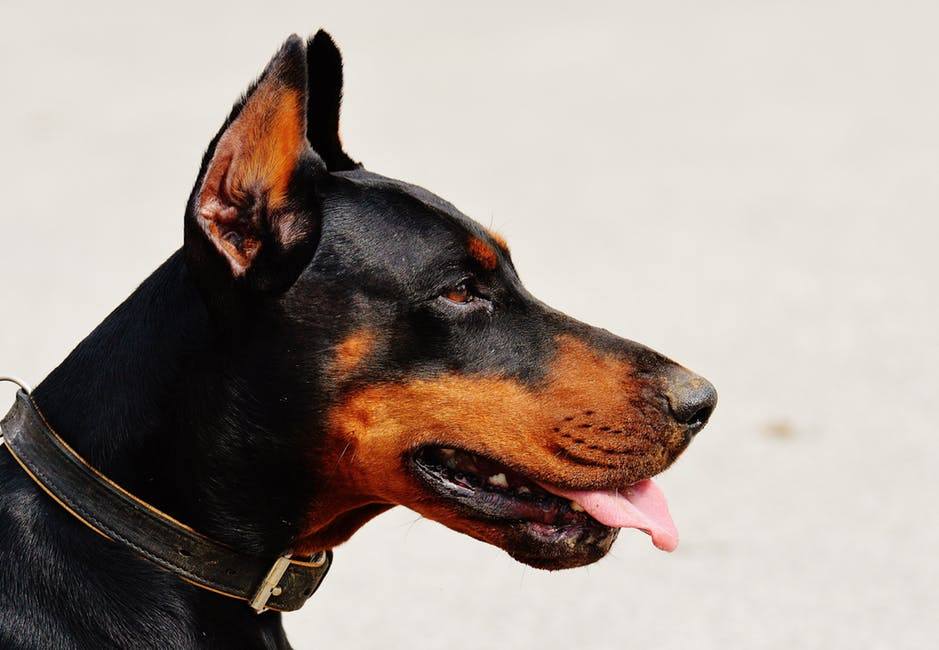 Doberman