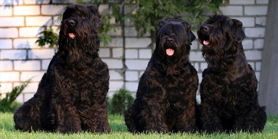  Black Russian Terrier