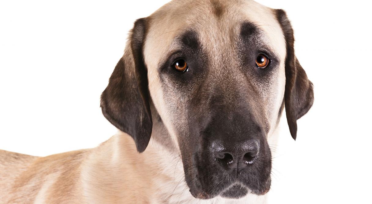 Anatolian Shepherd