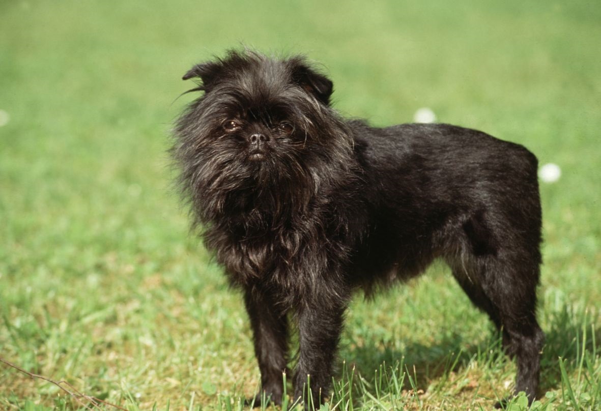 Affenpinscher