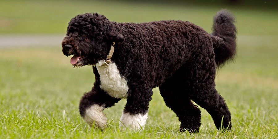 Portuguese Water Dog