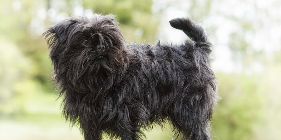 Affenpinscher