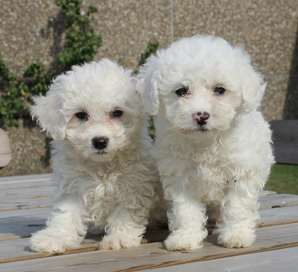 Bichon Frise