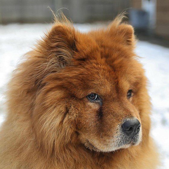 Chow Chow