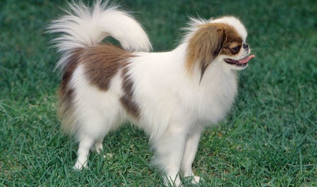 Japanese Chin