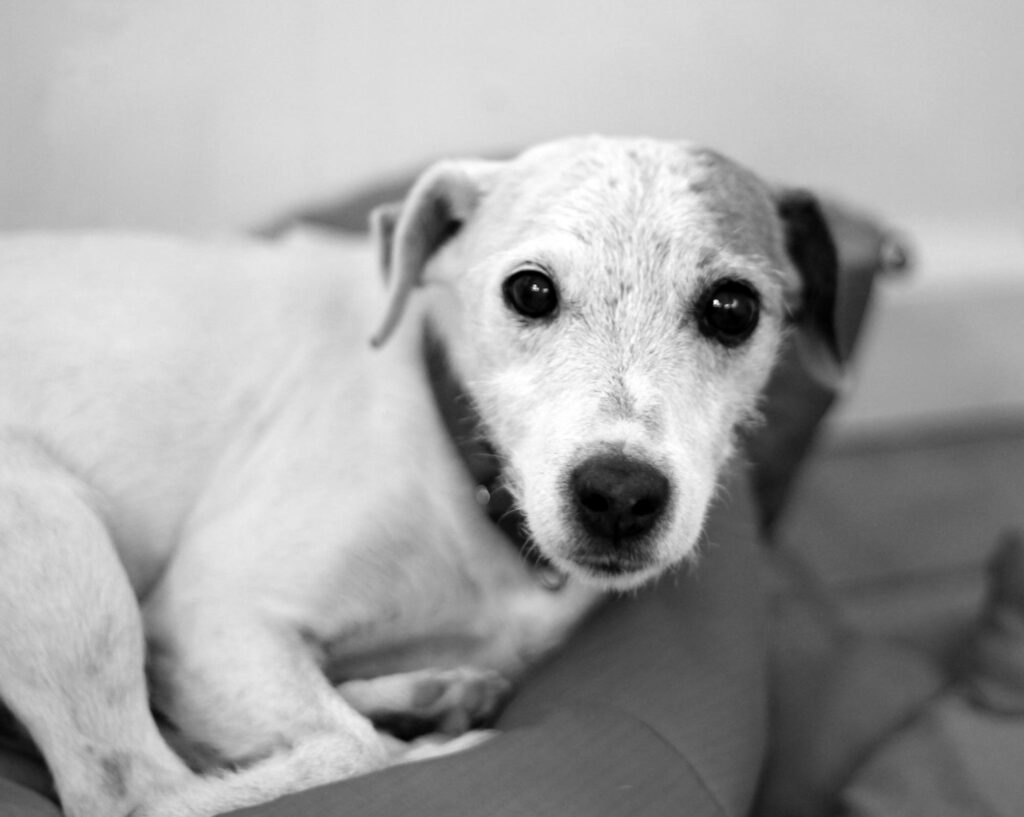 Are Snail Pellets Safe for Dogs? (NO, Why?) Simply For Dogs