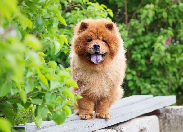 Chow Chow