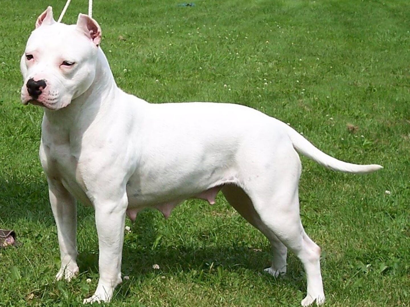 American Pit Bull